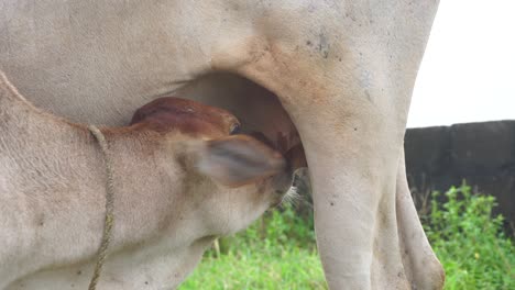 Cow-is-a-domesticated-animal-In-Hinduism-in-India-cow-is-considered-as-a-deity