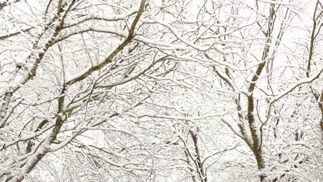 Bare-Forest-Trees-Frosted-In-Snow-During-Winter-Season-At-The-Park-In-Ontario,-Canada---tilt-up