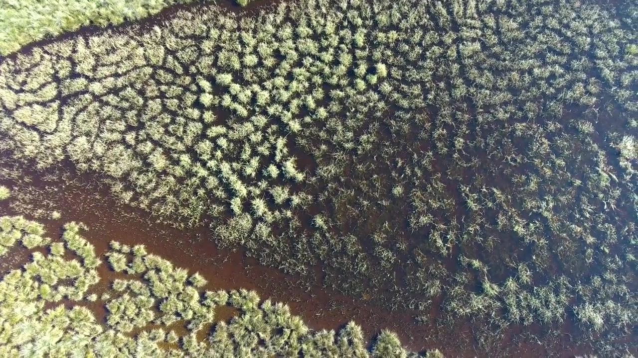 Aerial View of Marshland with Dark Water and Green Vegetation