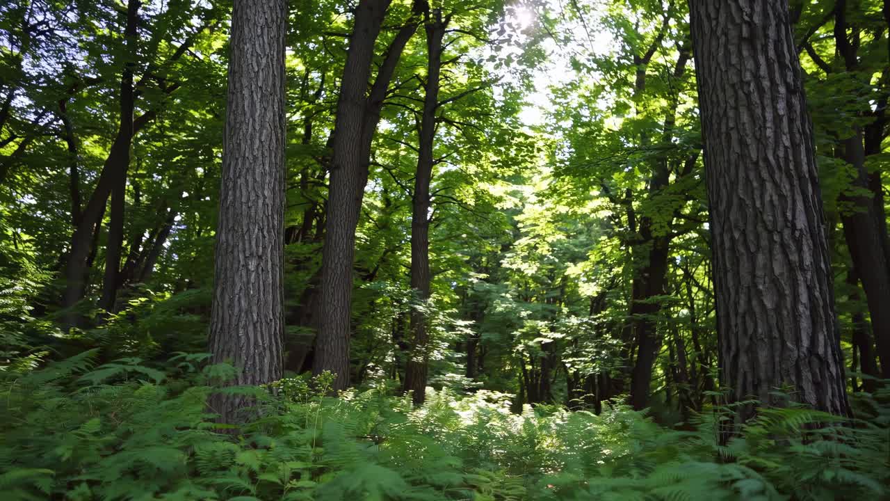 Una serena scena di una foresta ripresa da un angolo basso, che mette in mostra alberi alti e una vegetazione lussureggiante
