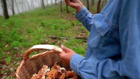 woman collecting lactarius indigo mushroom and putting into basket