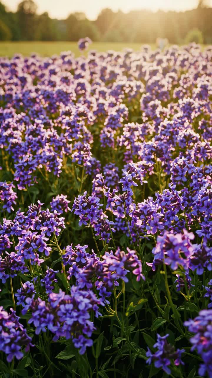 Vibrant field of purple flowers captured at eye level, bathed in warm sunset light