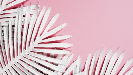 video of white plant leaves with copy space on pink background