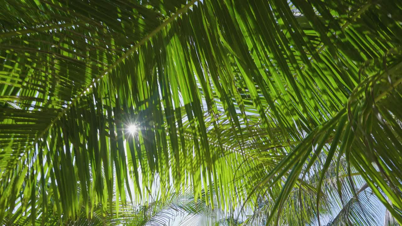 열대 코코  나무  뷰 푸른 하늘 여름에 태양. 브라질.