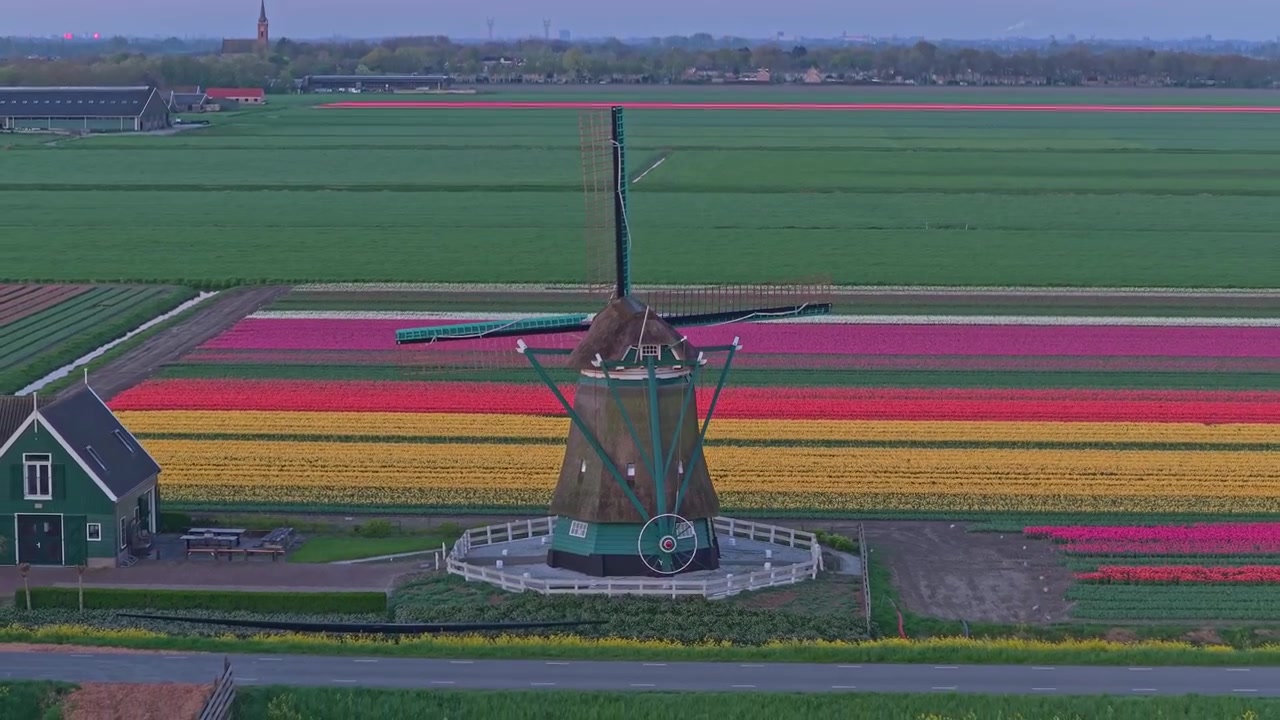 Mulino a vento olandese e campi di tulipani colorati, vista aerea.