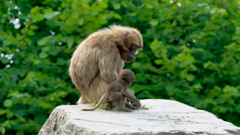 Close-up-of-adult-Baboon-and-Baby-sitting-on-rock-and-eating-plants-in-nature,4K---Slow-motion-shot-in-Wilderness