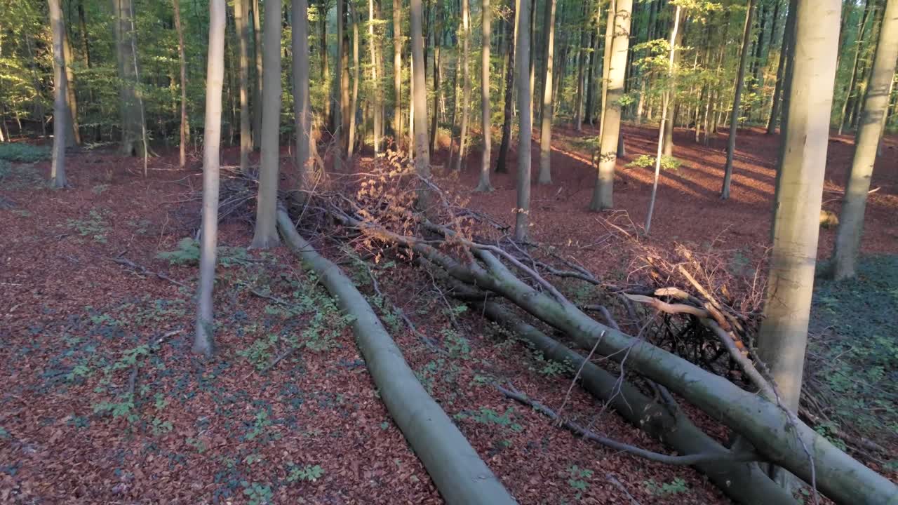 몇 그루가 나무 위로 날아가고, 뿌리가 노출되고, 울창한 숲을 통과하는 긴 황금빛 흐름, 공중