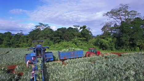 jornaleros en plantaciones durante la cosecha de piña, upala en costa rica