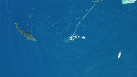 Aerial,-Drone-shot-of-Great-white-shark,-Carcharodon-carcharias,-trying-to-catch-a-piece-of-bait-at-Guadalupe-Island,-Mexico