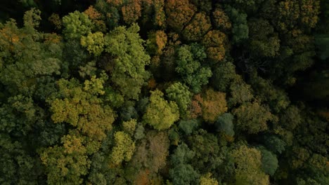 aerial view of autumn forest