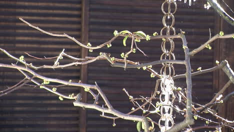 water from melting snow drips down japanese rain chain and forms icicles on plum tree