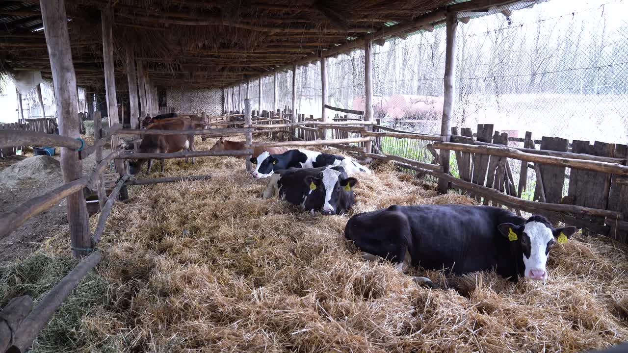 Bovini Holstein che riposano all'interno di una stalla, con un focus sull'allevamento sostenibile.