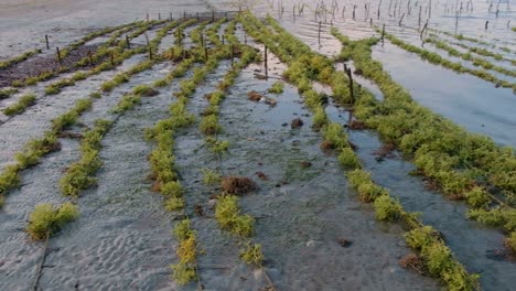 Vista-Panorámica-De-Una-Remota-Granja-De-Algas-En-Una-Isla-Tropical-Con-Hileras-De-Algas-Verdes-Comestibles-Cultivadas-Para-Cultivar,-Cosechar-Y-Exportar-Al-Extranjero