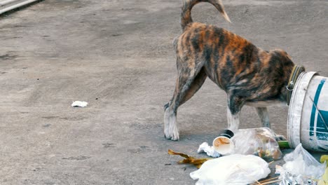 homeless, thin and hungry dog dig in a garbage can on the street. asia, thailand, pattaya