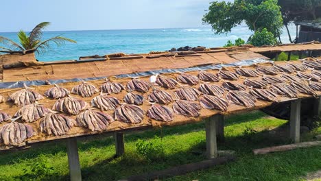 dried fish laying out in the sun with a white egret bird in midigama, south coast of sri lanka