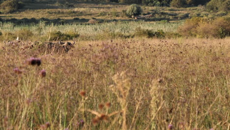 pareja de búfalos africanos escondidos en la alta hierba seca de la sabana en un día soleado