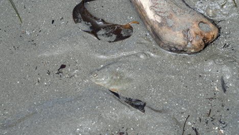 peces planos cubiertos de arena, respirando por branquias y haciendo burbujas en el agua