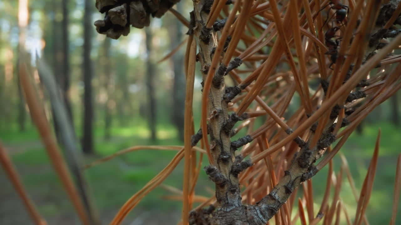 숲의 부드러운 초점 배경과 함께 소나무 가지에 있는 개미의 생생한 매크로