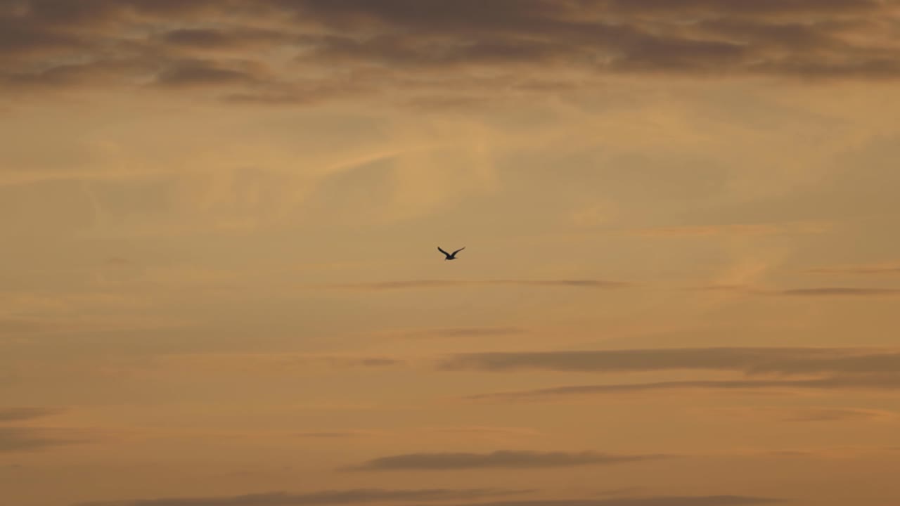 해가 지고 작은 구름이 은 하늘에 보이는 동안 오렌지색과 노란색 하늘에서 날아가는 메일