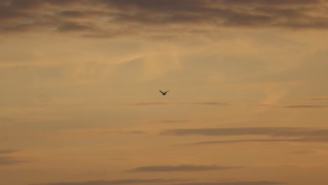 la gaviota volando en un cielo naranja y amarillo mientras el sol se pone y las pequeñas nubes son visibles en el cielo despejado