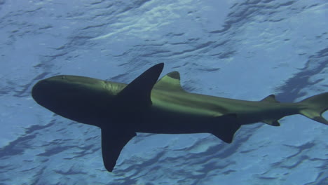 Blacktip-reef-shark-patrolling-the-blue-water,-view-from-below-during-daylight-and-clear-visibility