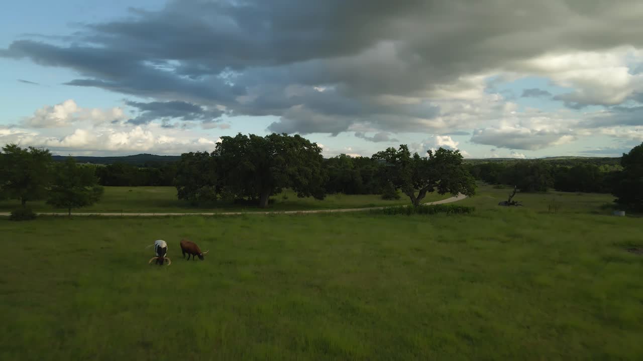 Drone su Longhorn al pascolo in un campo del Texas
