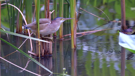 Un-Pájaro-Avetoro-Amarillo-Aferrándose-A-Las-Plantas-De-Agua-Dulce-Sobre-El-Agua-Y-Emboscando-A-Un-Pez-Pequeño-Y-Atrapándolo-Con-Su-Pico-Largo---Cámara-Lenta