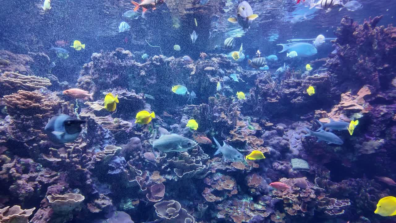 Colorful, vibrant, and mesmerizing tropical fish aquarium in Hawaii. 4K underwater view of a beautiful coral reef garden teeming with life and biodiversity