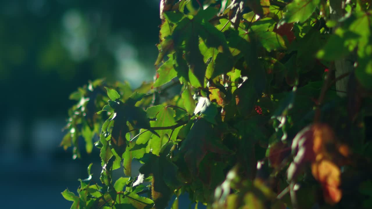 Green leaves in the sunshine