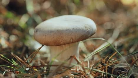 mushroom boletus in a sunny forest.