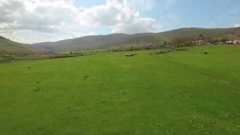 Aerial-view-over-farming-field-with-herd-of-sheeps-grazing-below-and-running