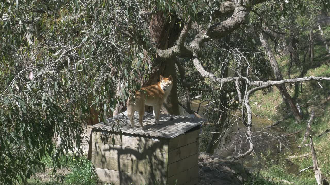 Dingo stands on a tin roof in Australia