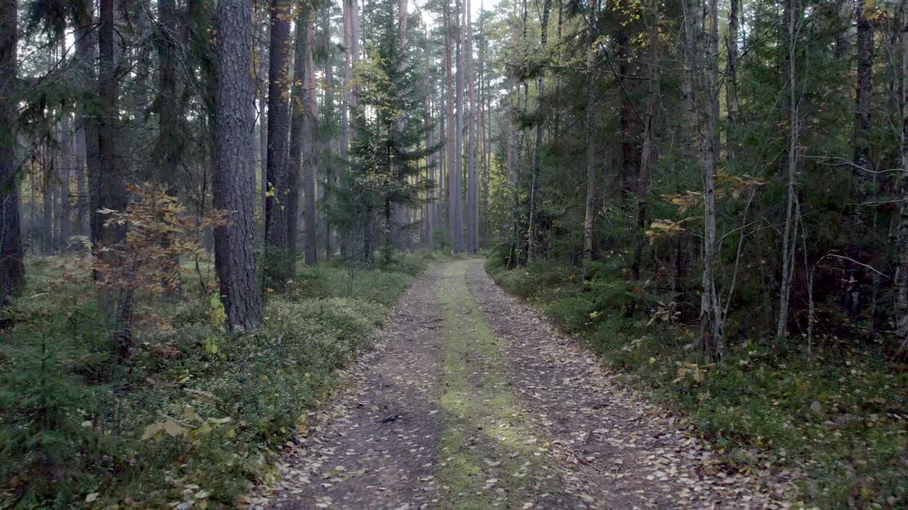 camera moving backwards on forest road we can see sun light seeking behind the trees. During start of autumn there are some leaves on ground already