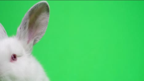 white rabbit on green screen