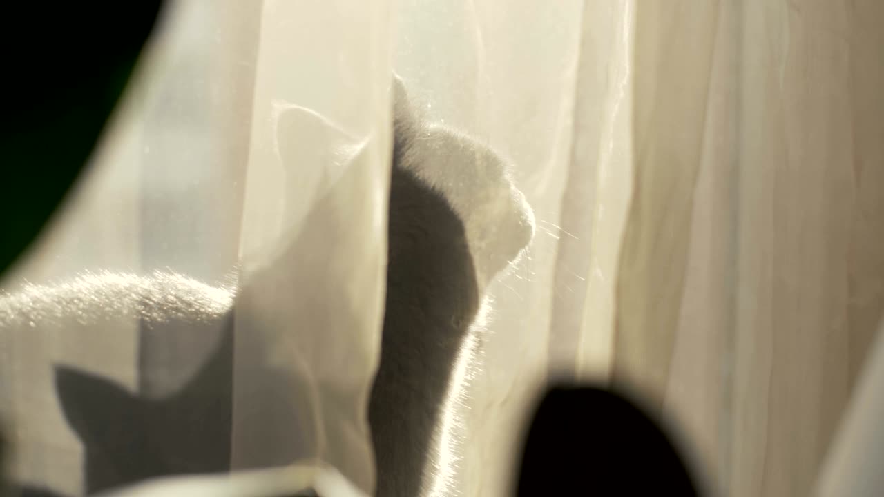 포트레이트 회색 고양이가 창문 앞에 앉아서 카메라를 쳐다보고 있다