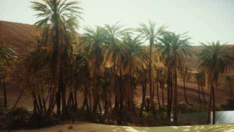 palm-trees-inside-the-dunes