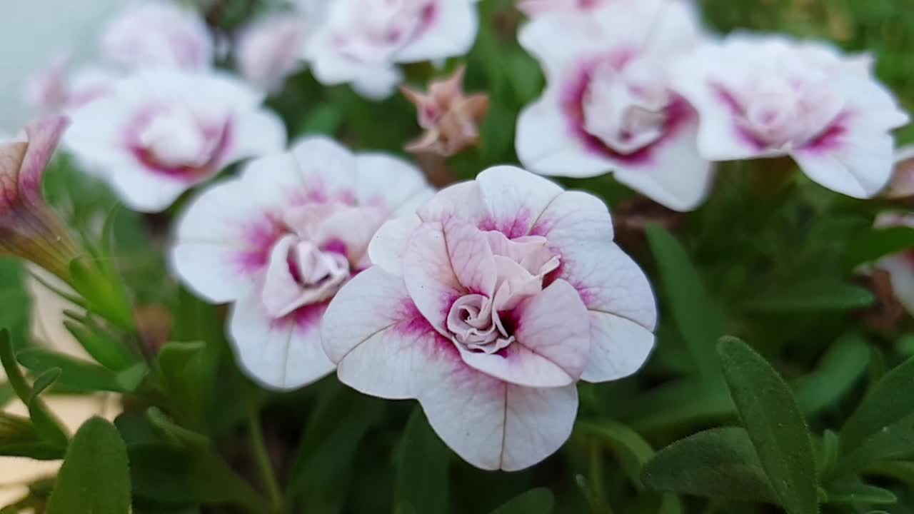 Pretty white and pink double layered Petunia hybrid flowers in bloom inside a gardening hanging basket.