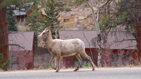 Cabra-Montés-De-Colorado-Caminando-Por-La-Carretera-Del-Campo