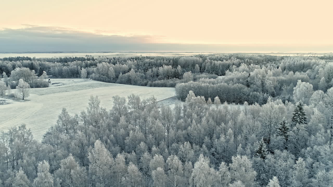 Et betagende landskap av en furuskog fullstendig dekket med nysnø