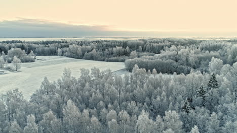 a breathtaking landscape of a pine forest fully covered with fresh snow