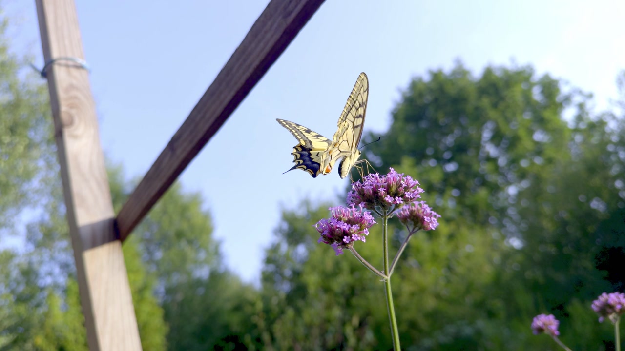 Slow motion swallowtail butterfly feeding on purple verbena flowers. Insect pollinating plant against blue sky in summer garden. Nature wildlife closeup with high frame rate action.