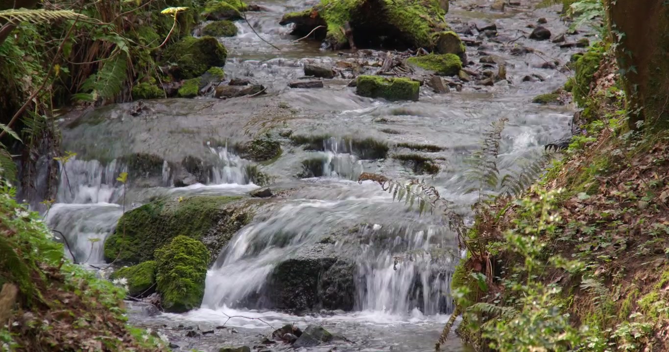 Mid zoom in shot Looking up the Ffynnon Dyfnog stream from st dyfnog’s well at Denbigh, Denbighshire