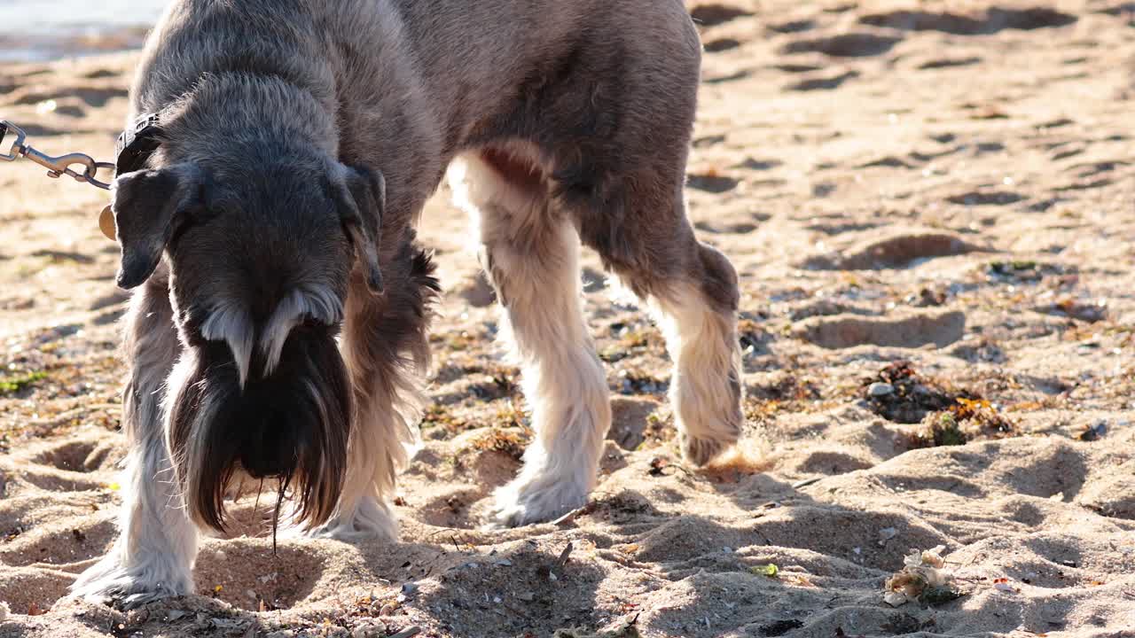 강아지 가 리쉬 를 붙여 모래 해변 을 탐험 하고 있다