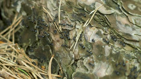 silky ants move on the nest, anthill with silky ants in spring, work and life of ants in an anthill, sunny day, closeup macro shot, shallow depth of field