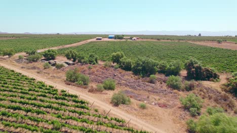 Aerial-dolly-shot-overhead-young-vines-growing-in-the-Limari-Valley