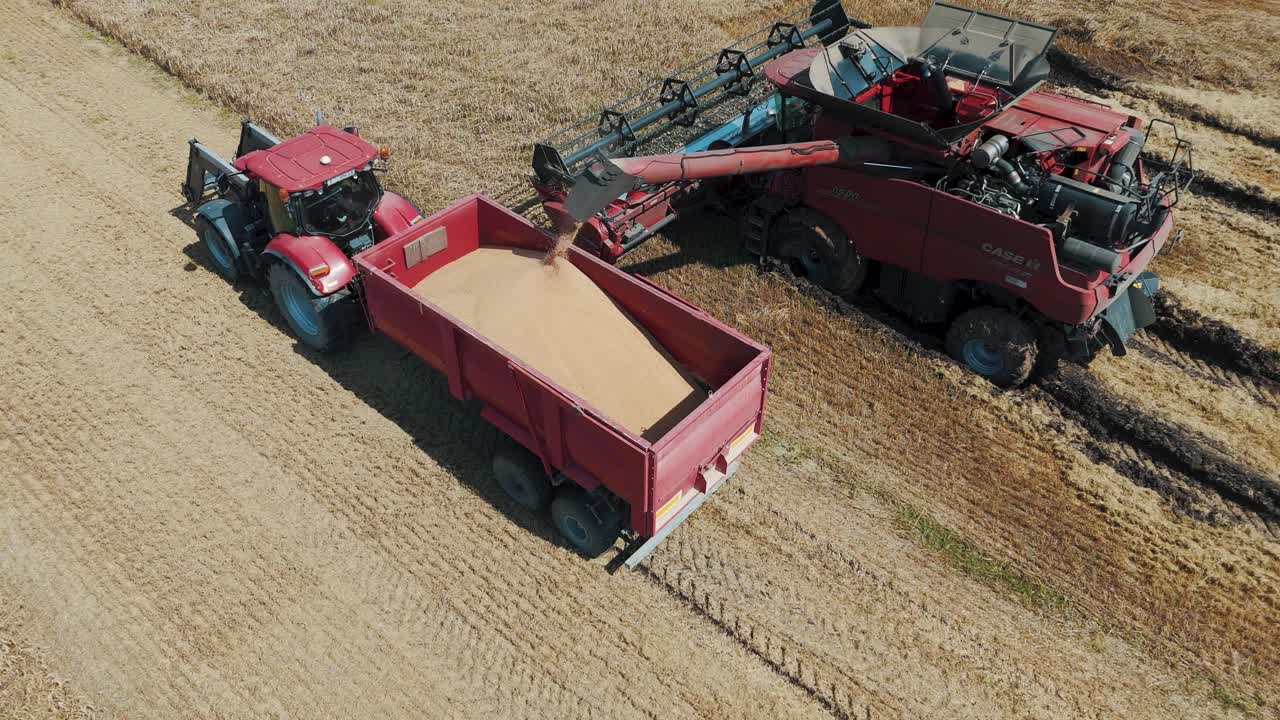 25 august 2024 Penkule, Latvia - Aerial View of Combine Harvester at Work. Summer Field Work on the Farm. Top View of Combine Gathering Corn or Wheat Crop.