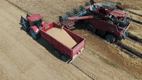 25 august 2024 penkule, latvia - aerial view of combine harvester at work. summer field work on the farm. top view of combine gathering corn or wheat crop.