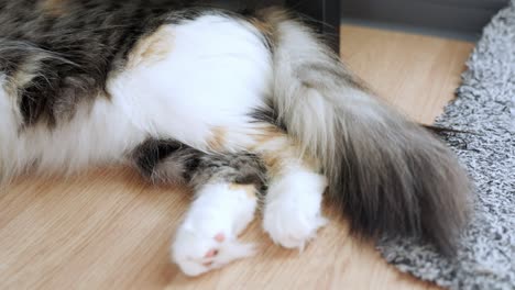 Schöne-Hauskatze,-Die-Auf-Dem-Boden-Liegt-Und-Auf-Dem-Weg-Wackelt,-Bewegungsansicht