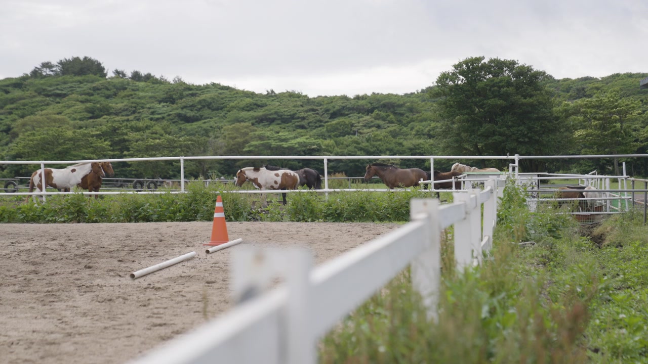 Ampia veduta di cavalli al pascolo in un campo recintato in un ranch di cavalli a Jeju-do