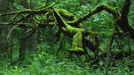 Mossy-tree-in-the-woods,-Bialowieza-forest-Poland